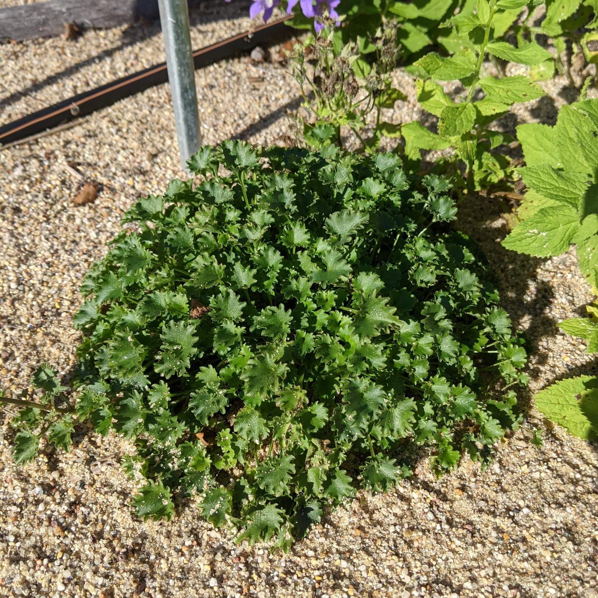 Dalmatiner Glockenblume 'Birch' (Campanula portenschlagiana 'Birch')
