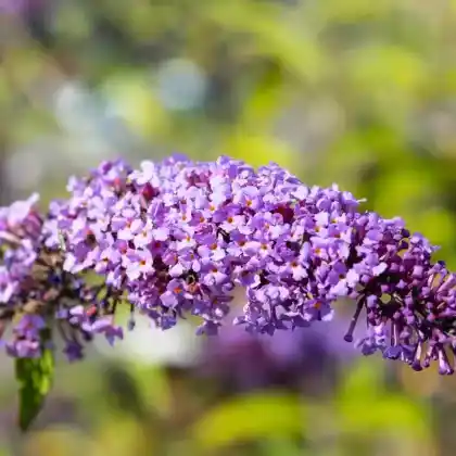 Foto von Schmetterlingsflieder 'Border Beauty' (Buddleja davidii 'Border Beauty')