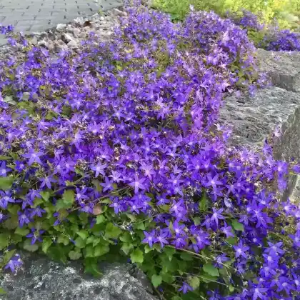 Foto von Hängepolster-Glockenblume (Campanula poscharskyana)