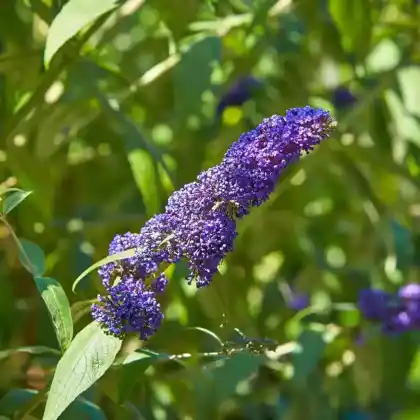 Foto von Schmetterlingsflieder 'Empire Blue' (Buddleja davidii 'Empire Blue')
