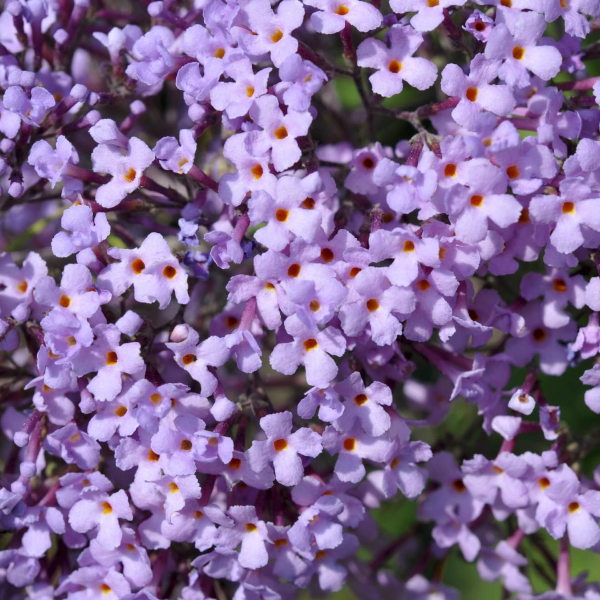 Schmetterlingsflieder 'Gulliver' (Buddleja davidii 'Gulliver')