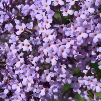 Foto von Schmetterlingsflieder 'Gulliver' (Buddleja davidii 'Gulliver')