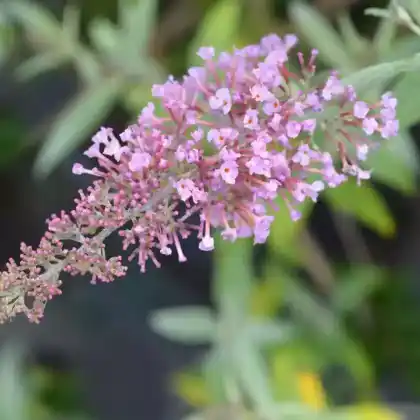Foto von Schmetterlingsflieder 'Pink Delight' (Buddleja davidii 'Pink Delight')