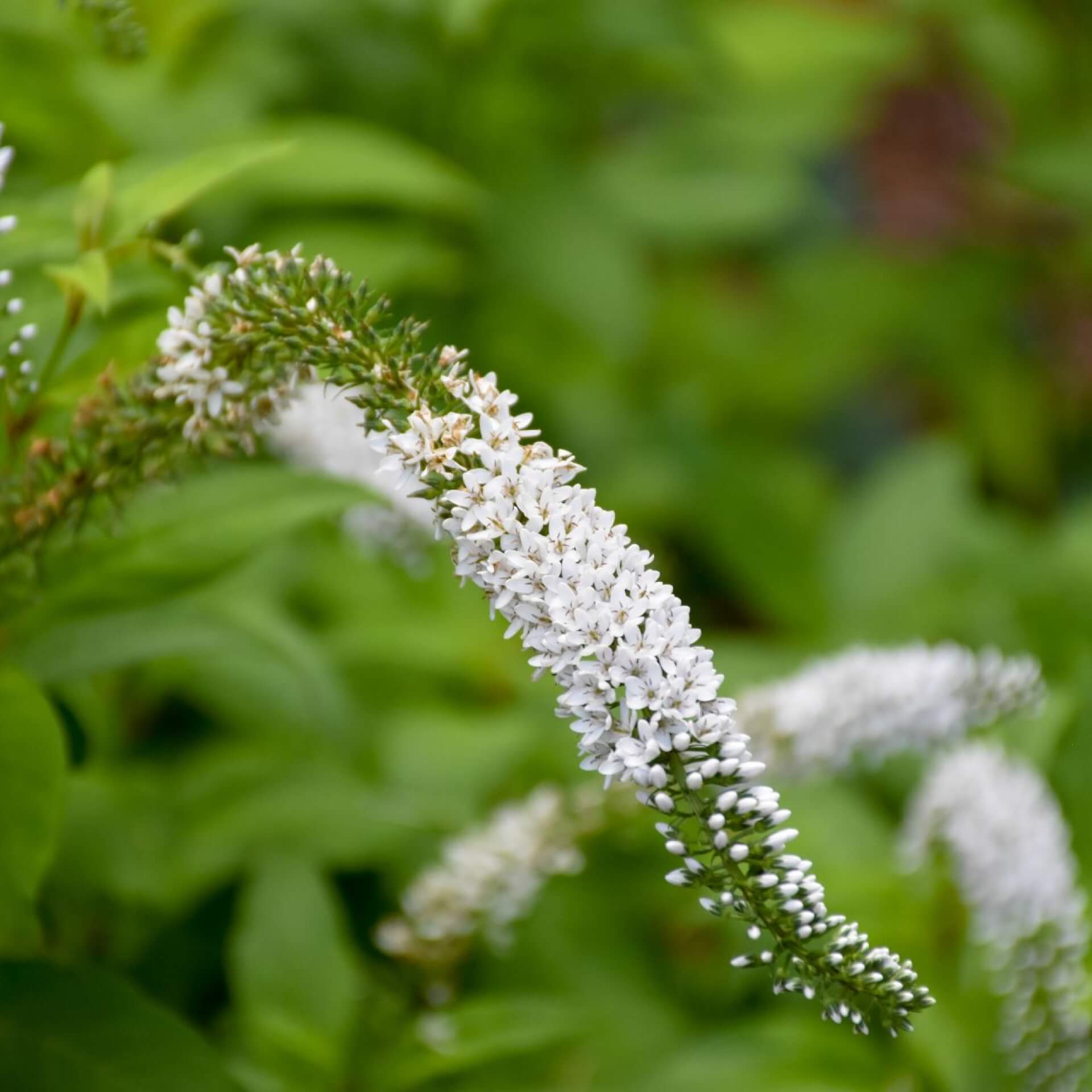 Schmetterlingsflieder 'White Profusion' (Buddleja davidii 'White Profusion')