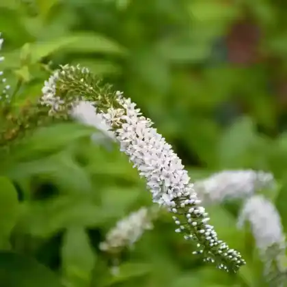 Foto von Schmetterlingsflieder 'White Profusion' (Buddleja davidii 'White Profusion')