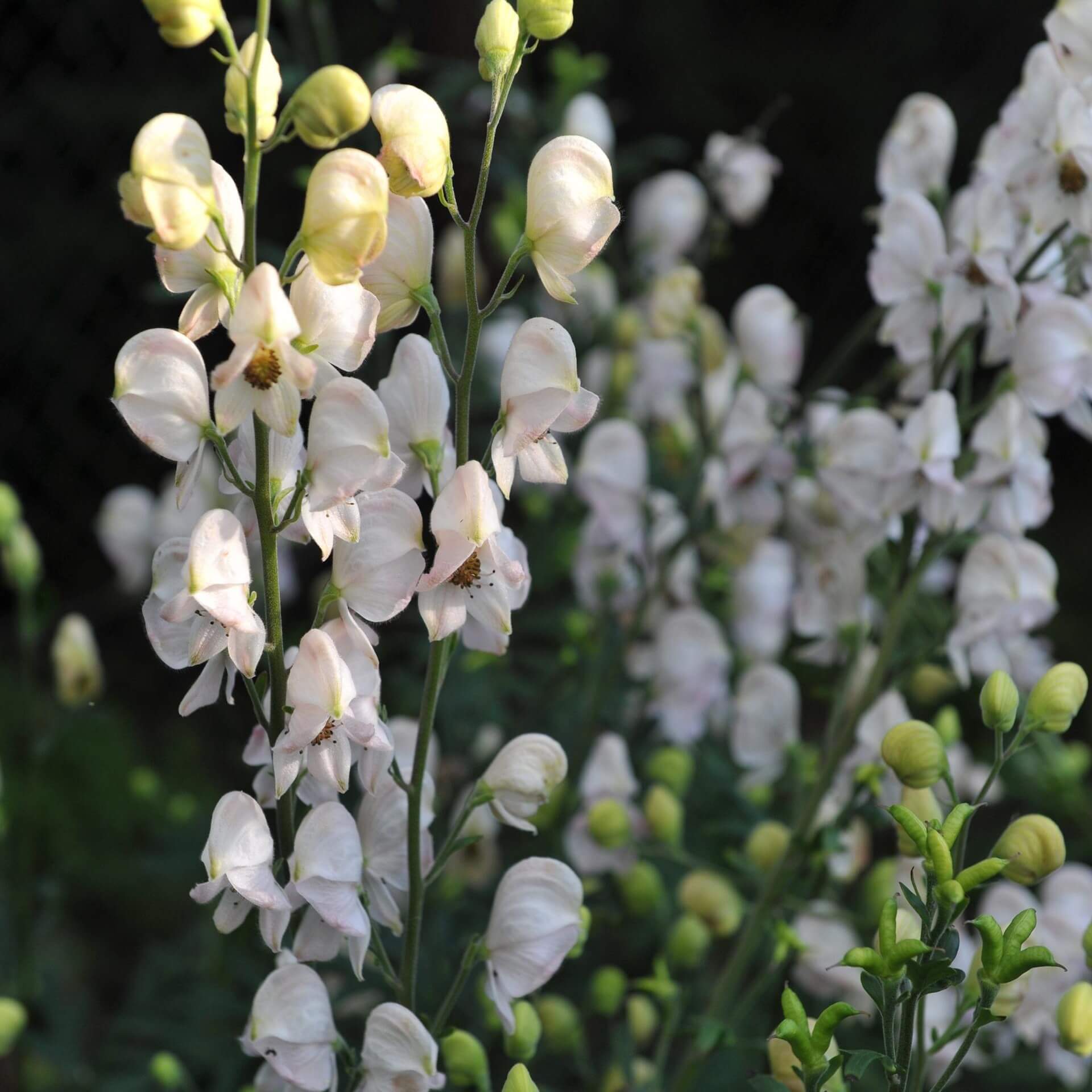 Weißblühender Eisenhut 'Album' (Aconitum napellus 'Album')