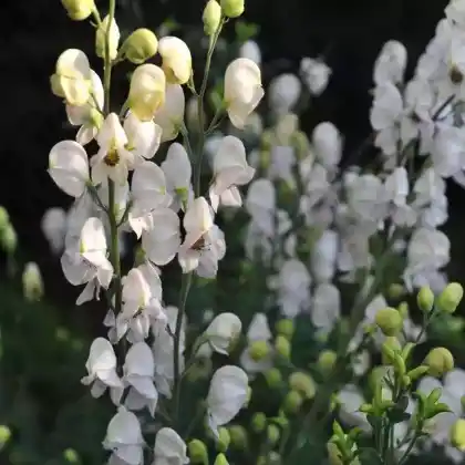 Foto von Weißblühender Eisenhut 'Album' (Aconitum napellus 'Album')