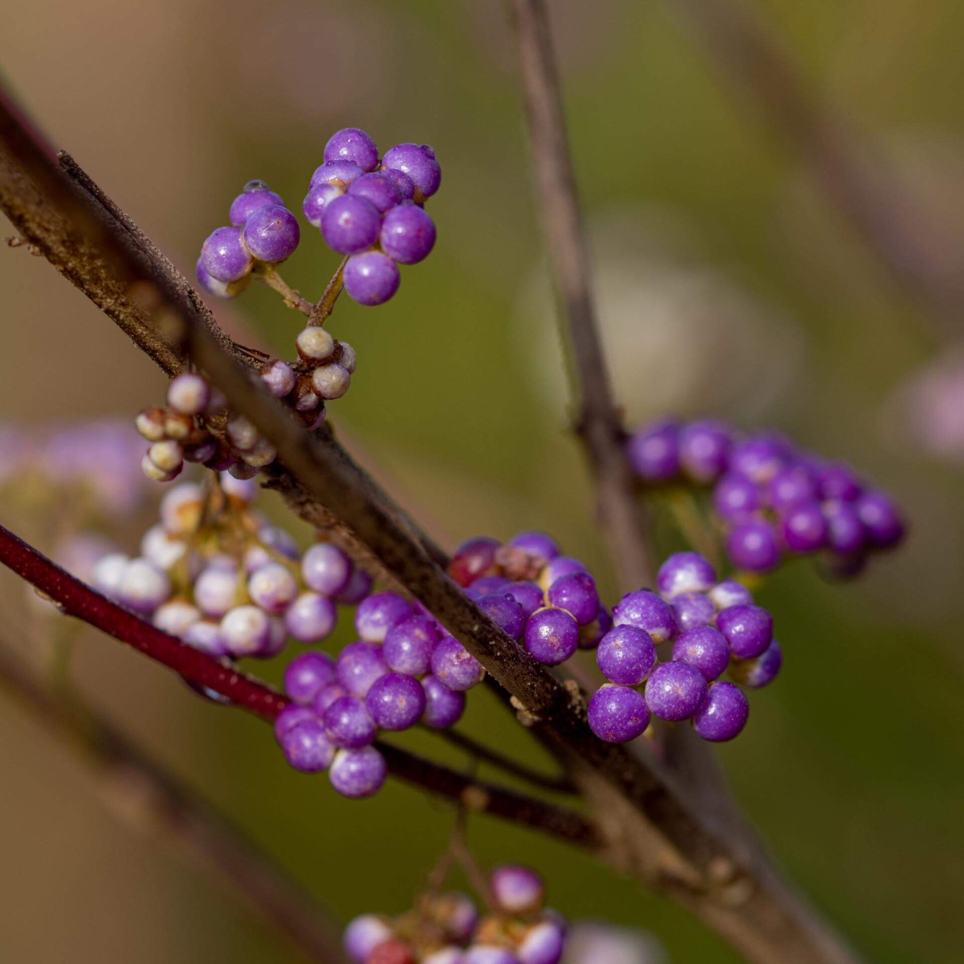 Purpur-Schönfrucht 'Issai' (Callicarpa dichotoma 'Issai')