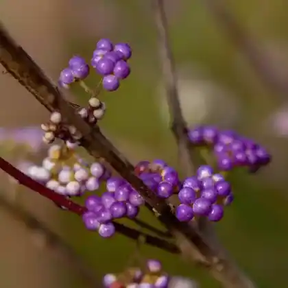 Foto von Purpur-Schönfrucht 'Issai' (Callicarpa dichotoma 'Issai')