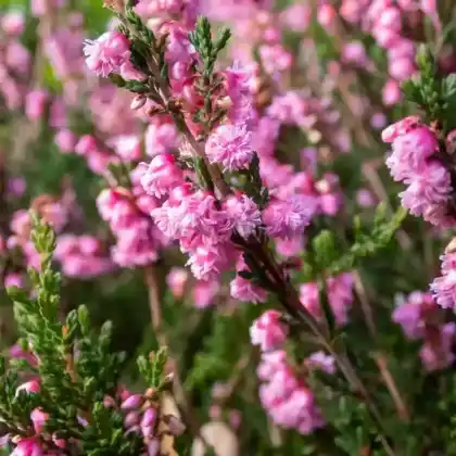 Foto von Besenheide 'Red Favorit' (Calluna vulgaris 'Red Favorit')