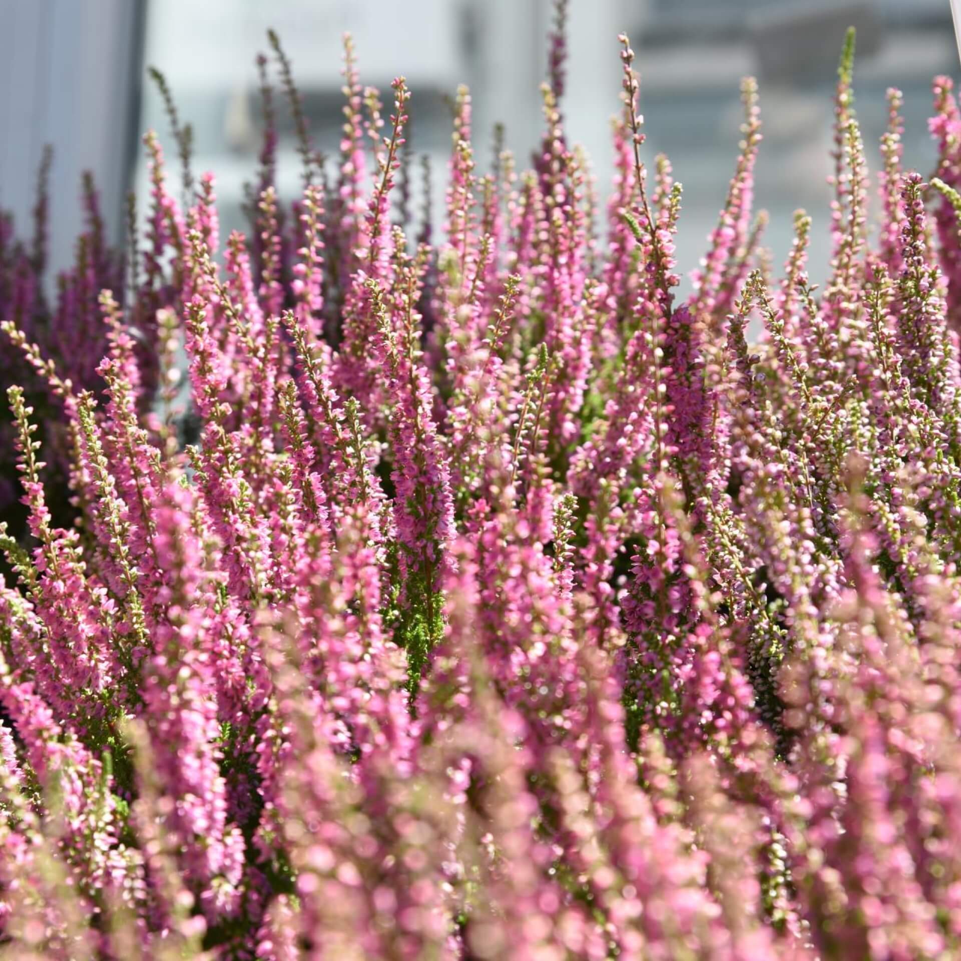 Besenheide 'Red Star' (Calluna vulgaris 'Red Star')