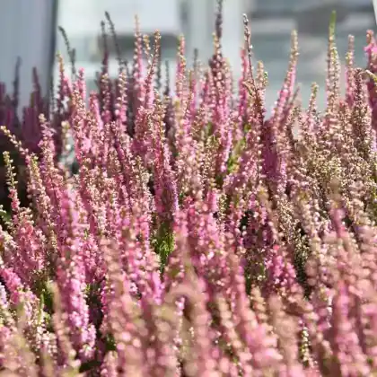 Foto von Besenheide 'Red Star' (Calluna vulgaris 'Red Star')