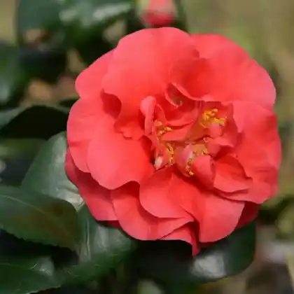 Foto von Japanische Kamelie 'Lady Campbell' (Camellia japonica 'Lady Campbell')
