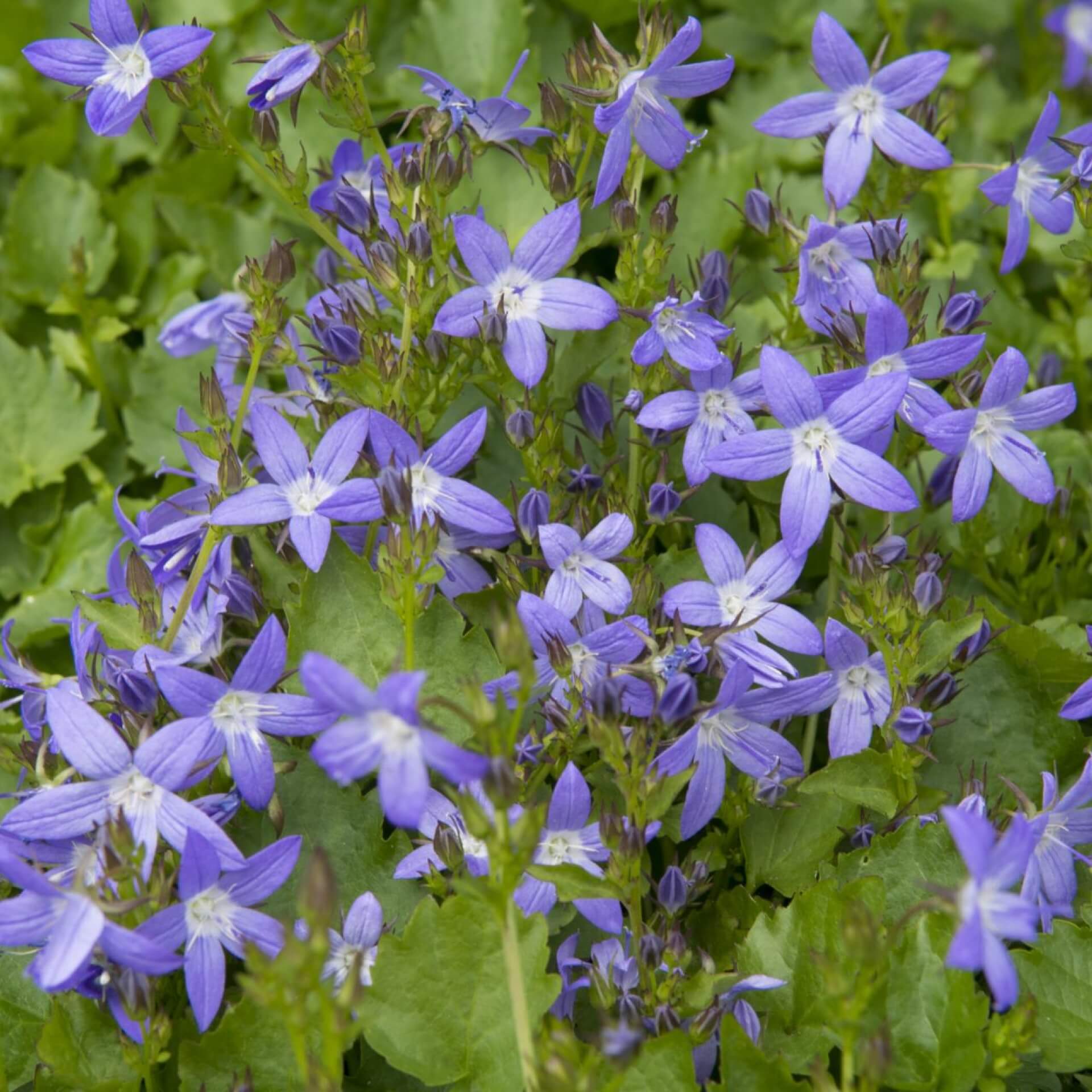 Hängepolster-Glockenblume 'Stella' (Campanula poscharskyana 'Stella')