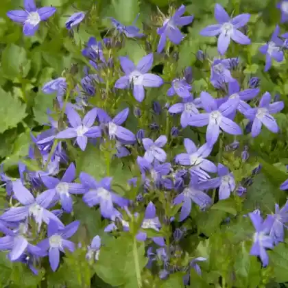 Foto von Hängepolster-Glockenblume 'Stella' (Campanula poscharskyana 'Stella')