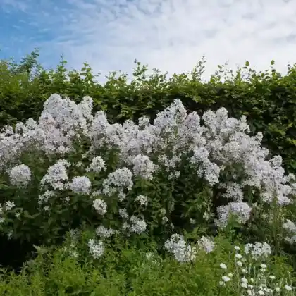 Foto von Riesen-Glockenblume 'Alba' (Campanula lactiflora 'Alba')
