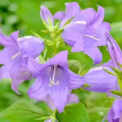 Foto von Riesen-Glockenblume 'Prichard's Variety' (Campanula lactiflora 'Prichard's Variety')
