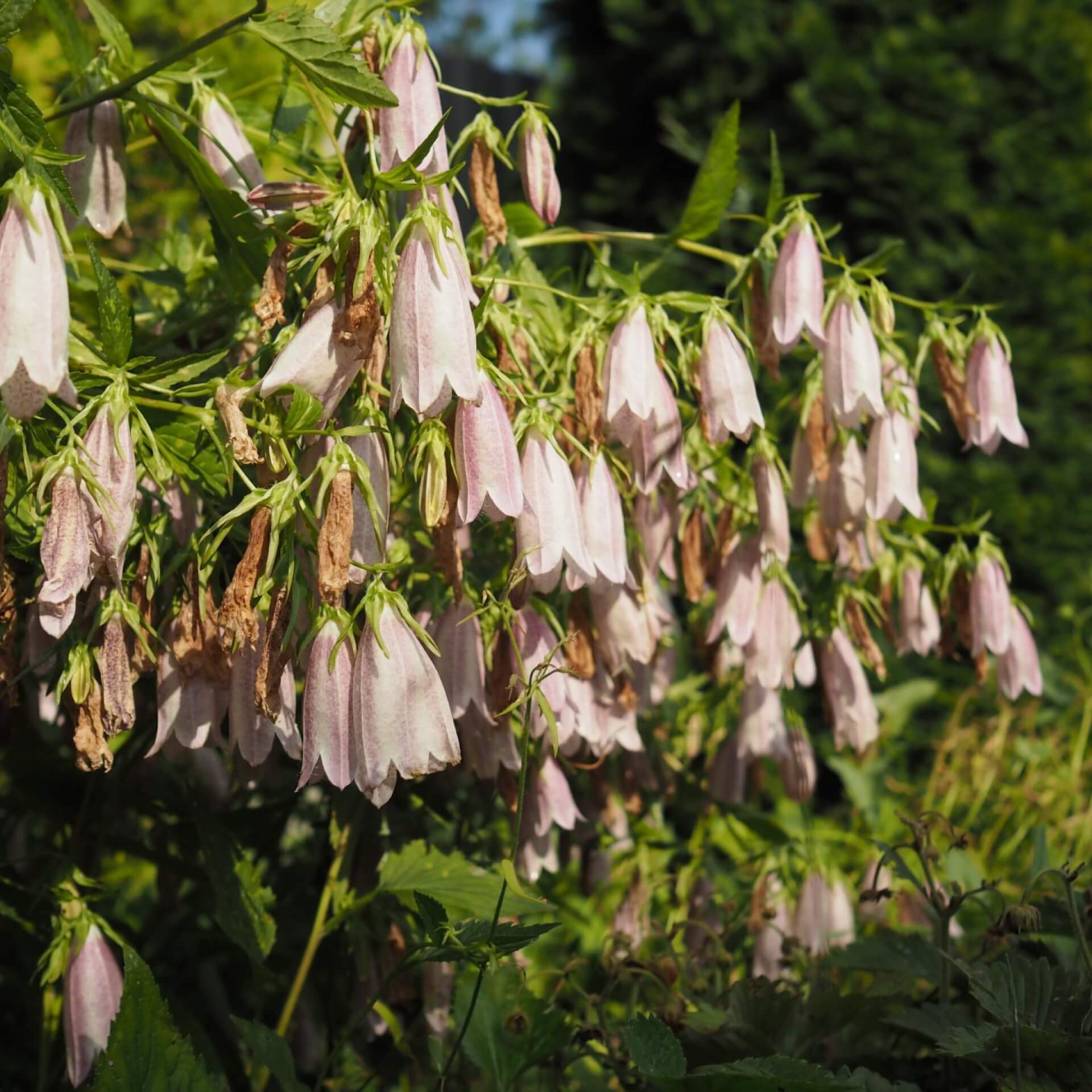 Punktierte Glockenblume (Campanula punctata)