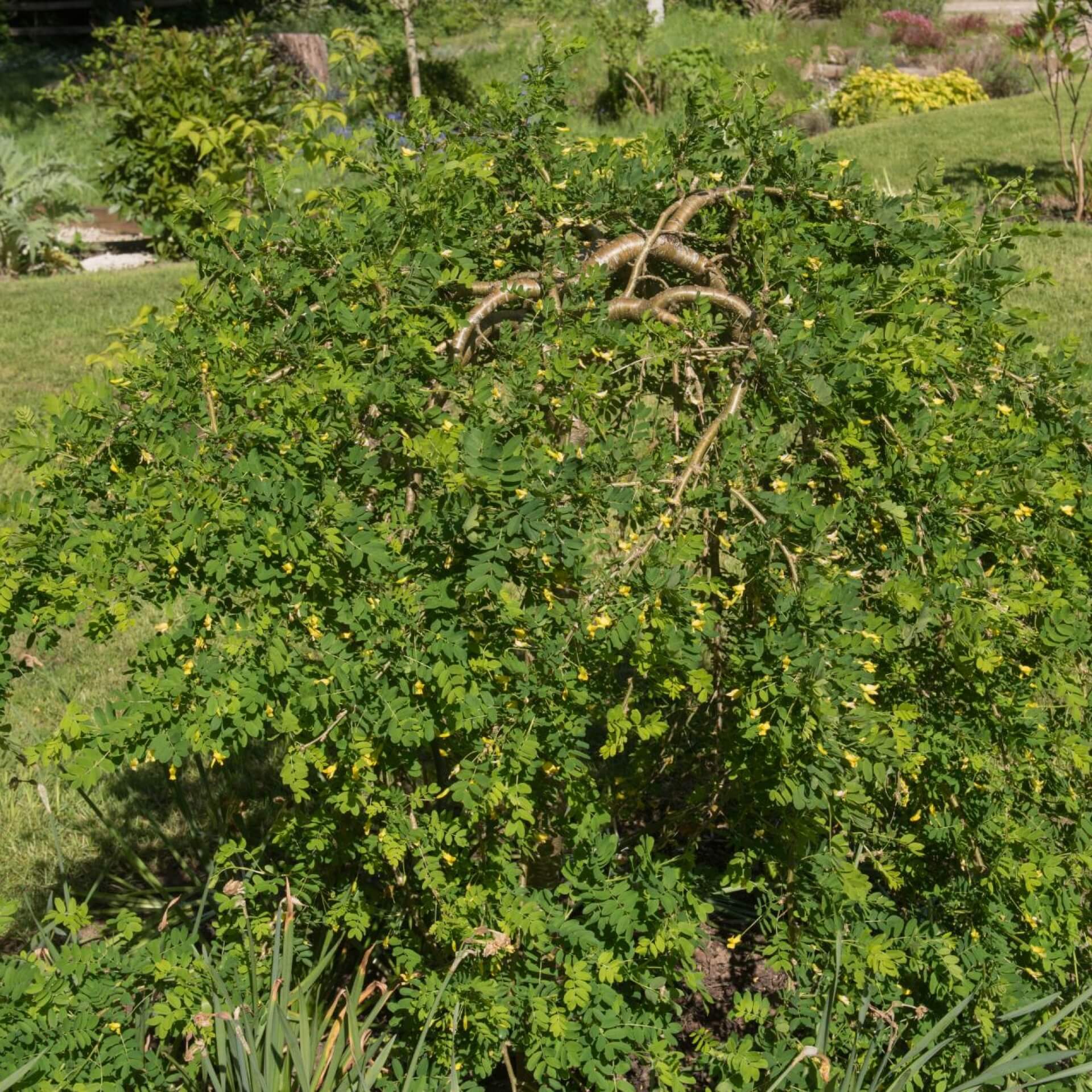 Gewöhnlicher Erbsenstrauch 'Pendula' (Caragana arborescens 'Pendula')