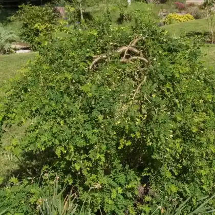 Foto von Gewöhnlicher Erbsenstrauch 'Pendula' (Caragana arborescens 'Pendula')