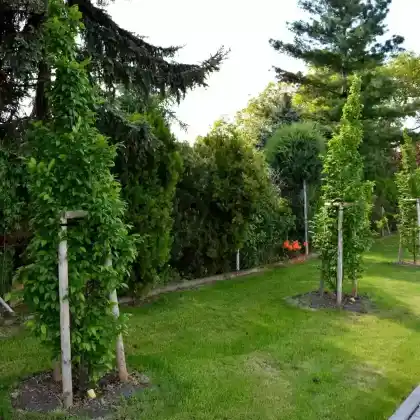 Foto von Hainbuche 'Fastigiata' (Carpinus betulus 'Fastigiata')