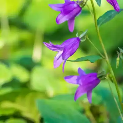Foto von Acker-Glockenblume (Campanula rapunculoides)