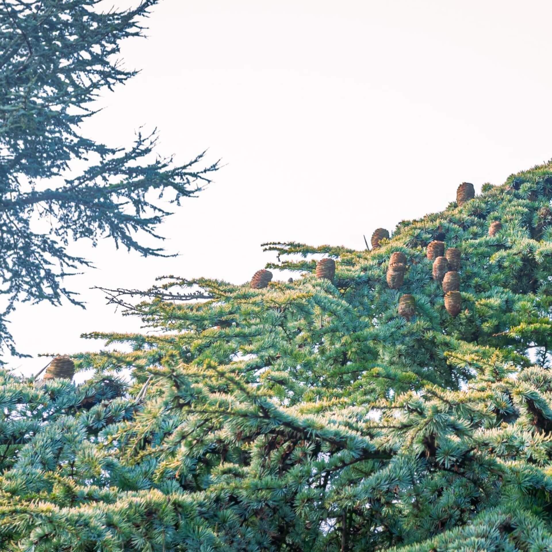 Atlas-Zeder 'Aurea' (Cedrus atlantica 'Aurea')