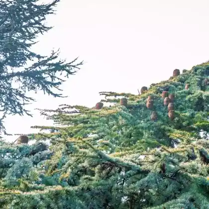 Foto von Atlas-Zeder 'Aurea' (Cedrus atlantica 'Aurea')