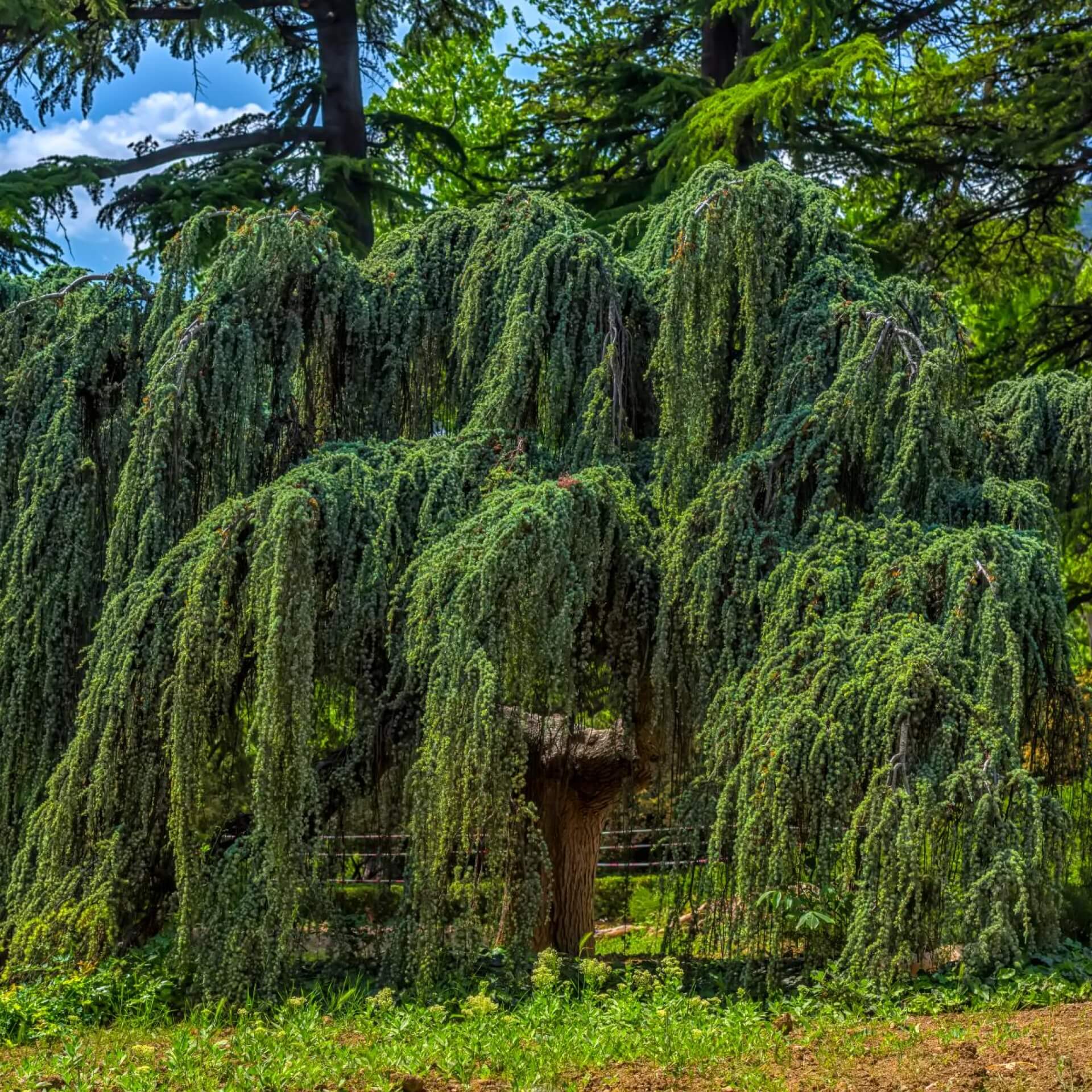 Atlas-Zeder 'Glauca Pendula' (Cedrus atlantica 'Glauca Pendula')