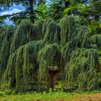 Foto von Atlas-Zeder 'Glauca Pendula' (Cedrus atlantica 'Glauca Pendula')