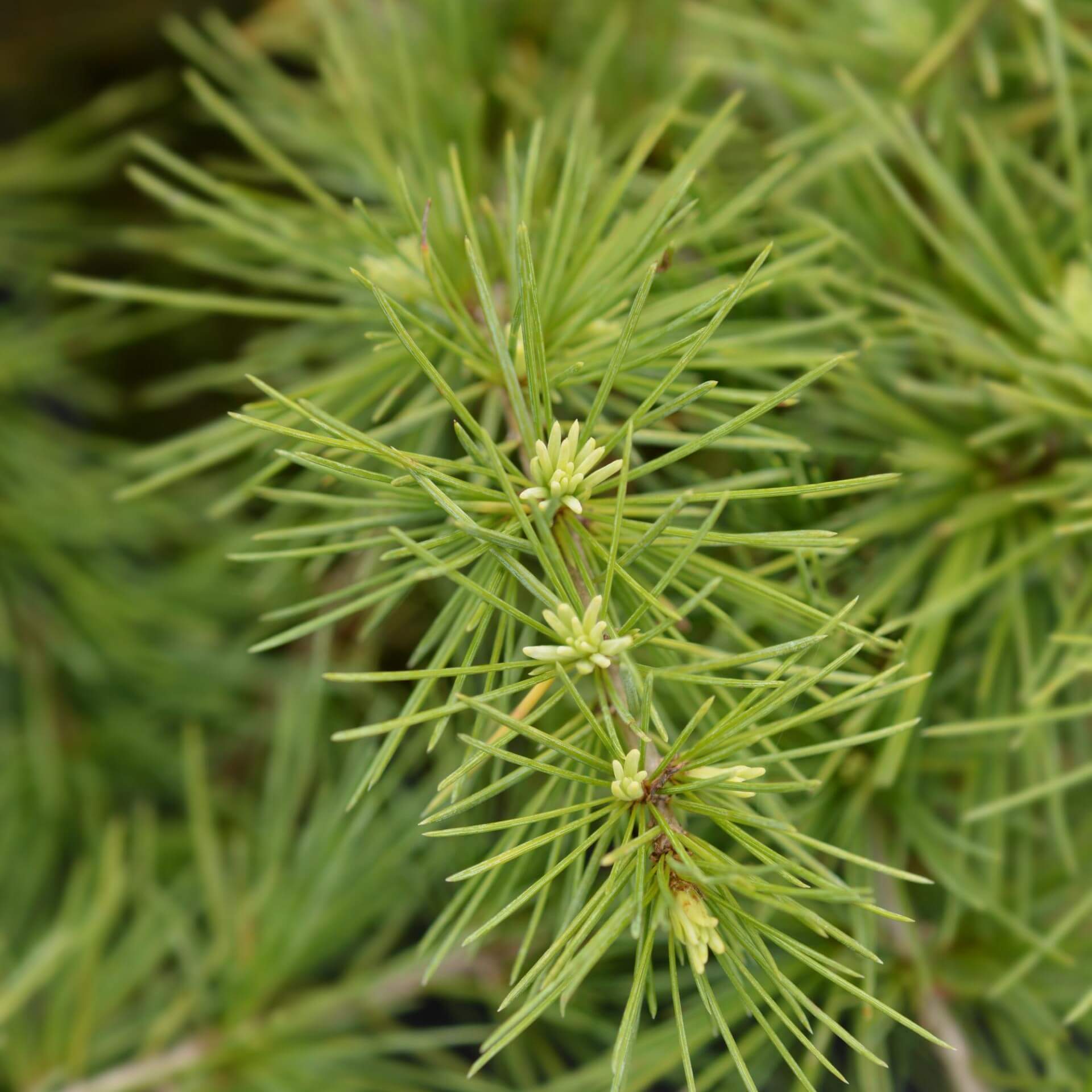 Himalaja-Zeder 'Golden Horizon' (Cedrus deodara 'Golden Horizon')