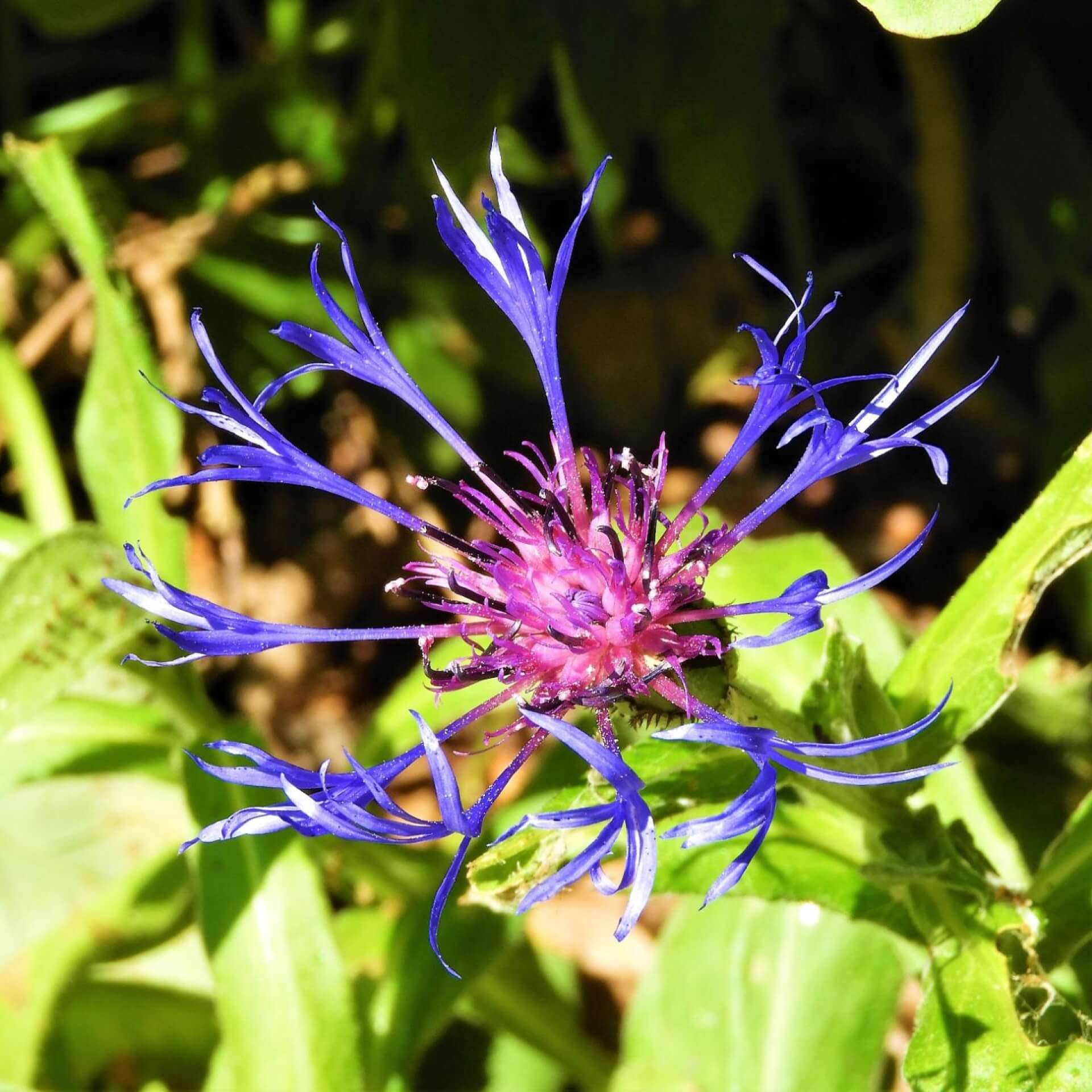 Berg-Flockenblume 'Amethyst Dream' (Centaurea montana 'Amethyst Dream')