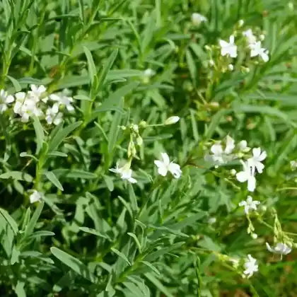 Foto von Filziges Hornkraut 'Silberteppich' (Cerastium tomentosum 'Silberteppich')