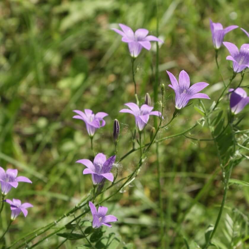 RapunzelGlockenblume / Campanula rapunculus