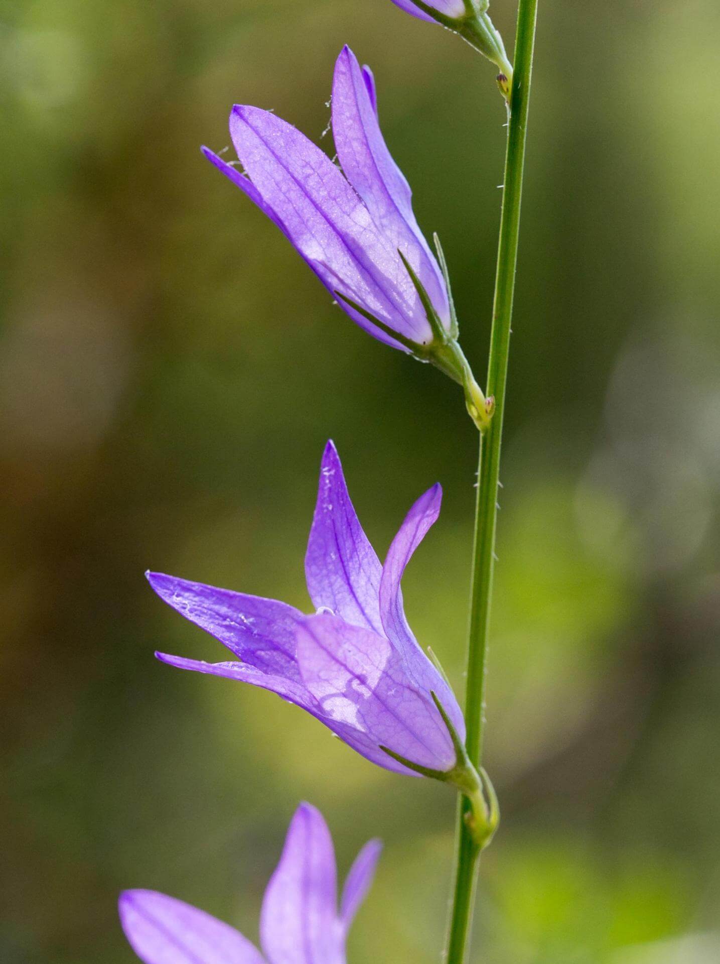 RapunzelGlockenblume / Campanula rapunculus