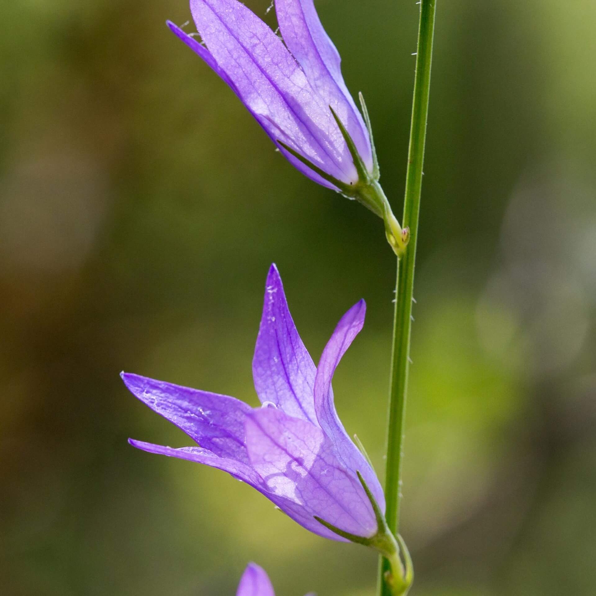 Rapunzel-Glockenblume (Campanula rapunculus)