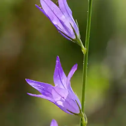Foto von Rapunzel-Glockenblume (Campanula rapunculus)