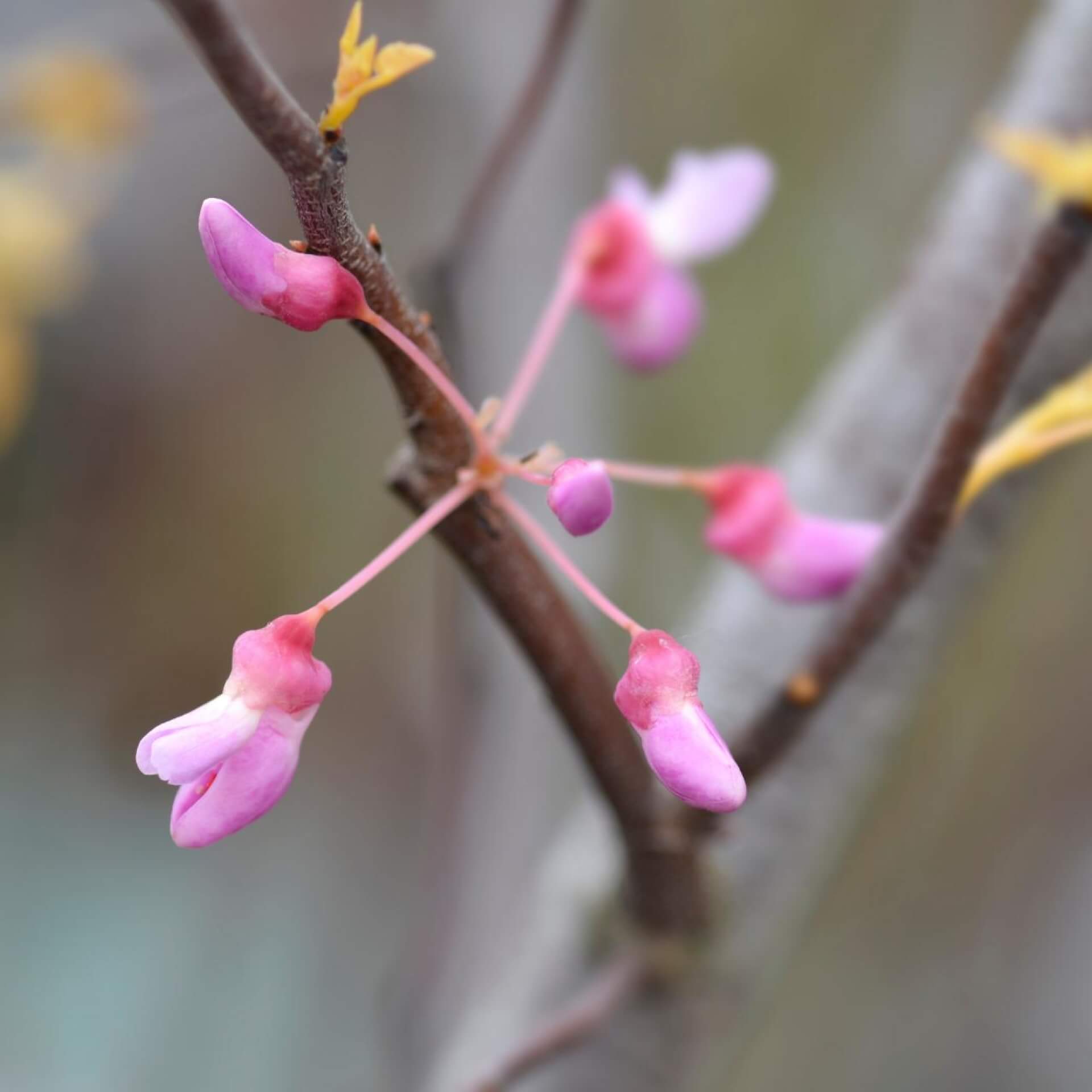 Kanadischer Judasbaum 'Rising Sun' (Cercis canadensis 'Rising Sun')