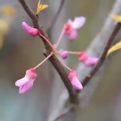 Foto von Kanadischer Judasbaum 'Rising Sun' (Cercis canadensis 'Rising Sun')
