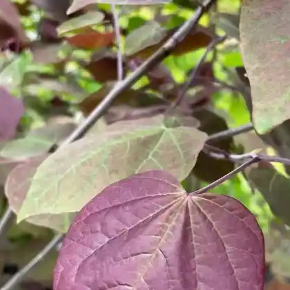 Foto von Kanadischer Judasbaum 'Forest Pansy' (Cercis canadensis 'Forest Pansy')