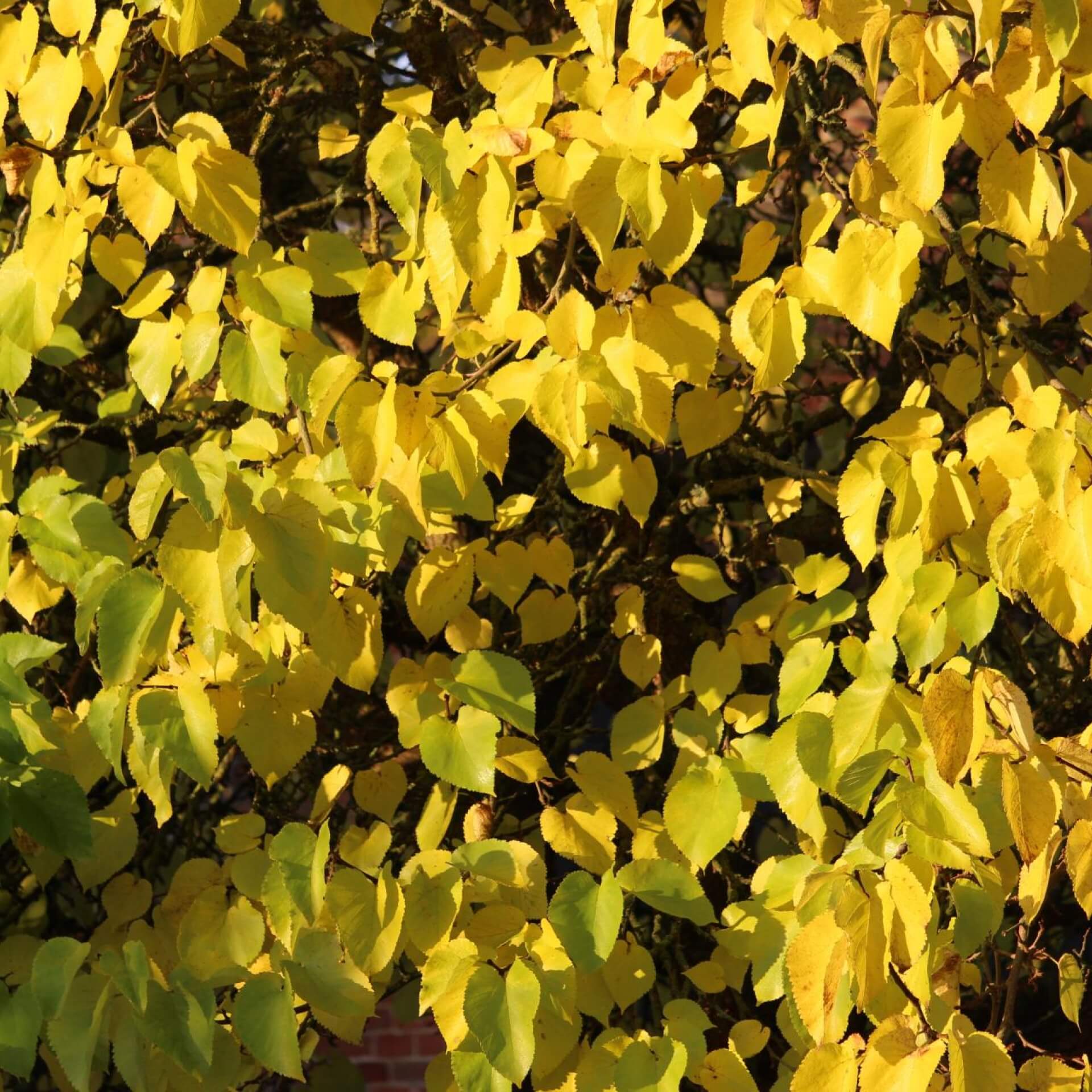 Kanadischer Judasbaum 'Hearts of Gold' (Cercis canadensis 'Hearts of Gold')