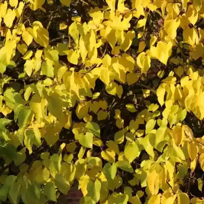Foto von Kanadischer Judasbaum 'Hearts of Gold' (Cercis canadensis 'Hearts of Gold')