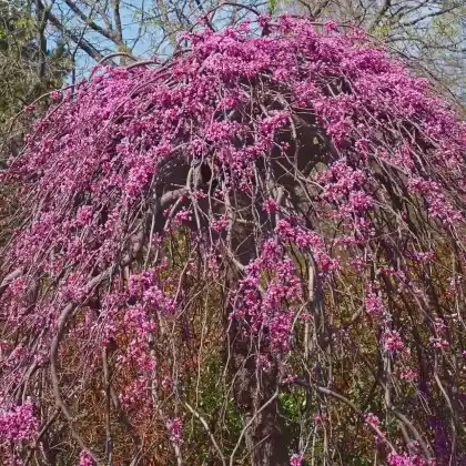 Foto von Kanadischer Judasbaum 'Lavender Twist' (Cercis canadensis 'Lavender Twist')