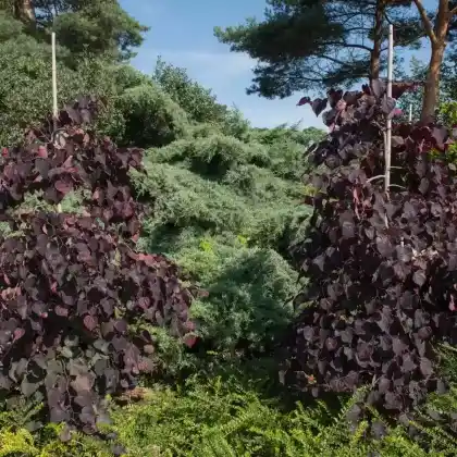 Foto von Kanadischer Judasbaum 'Ruby Falls' (Cercis canadensis 'Ruby Falls')