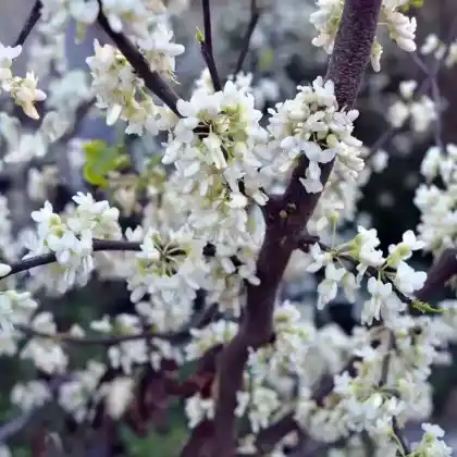 Foto von Kanadischer Judasbaum 'Texas White' (Cercis canadensis 'Texas White')