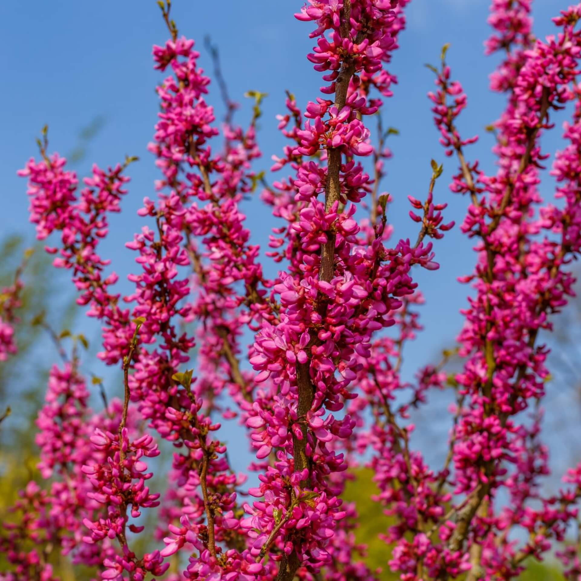 Chinesischer Judasbaum 'Avondale' (Cercis chinensis 'Avondale')