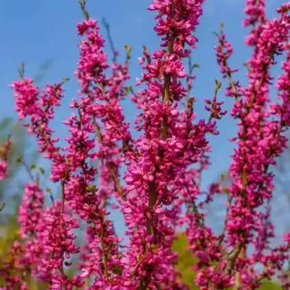 Foto von Chinesischer Judasbaum 'Avondale' (Cercis chinensis 'Avondale')