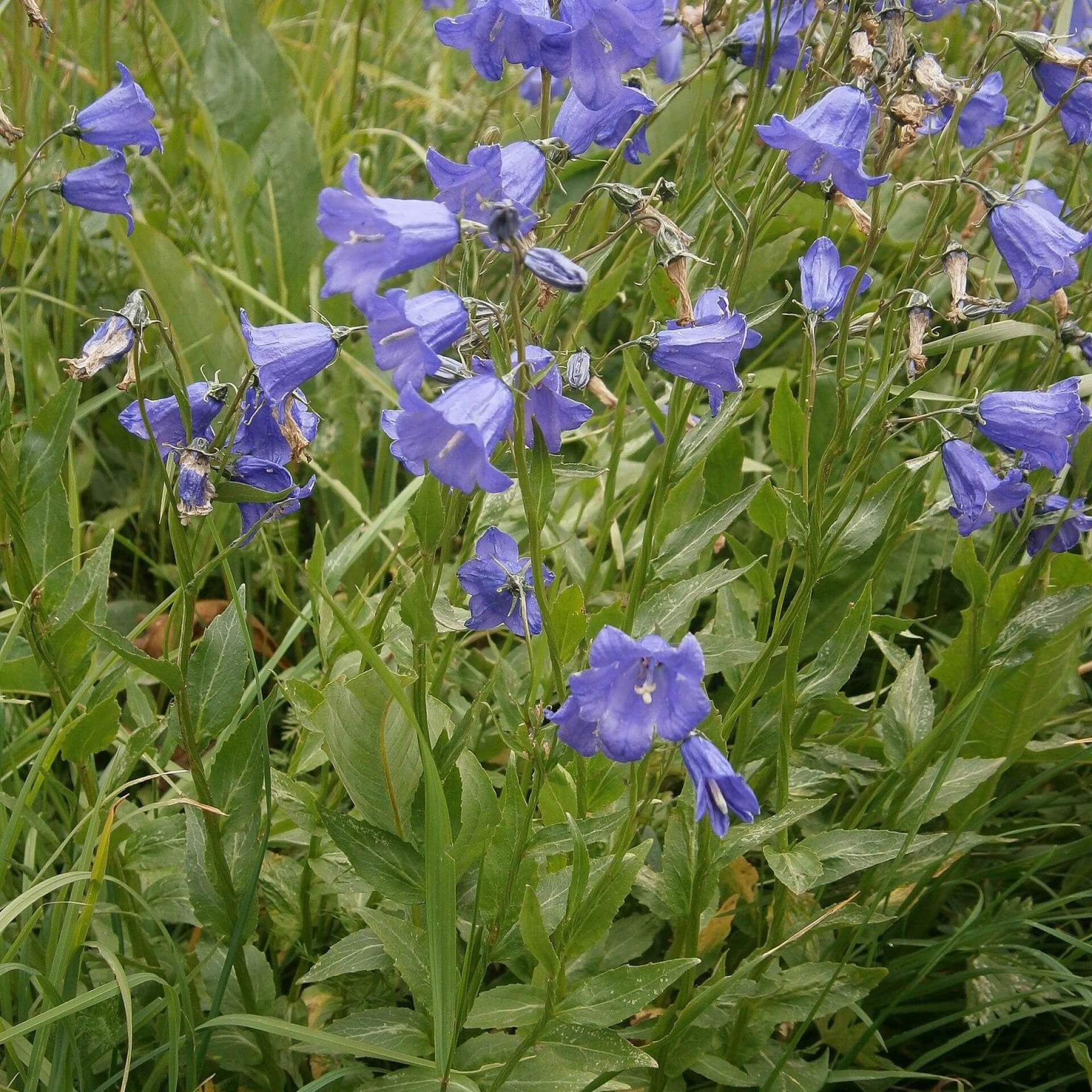 Rautenblättrige Glockenblume (Campanula rhomboidalis)