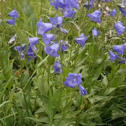 Foto von Rautenblättrige Glockenblume (Campanula rhomboidalis)