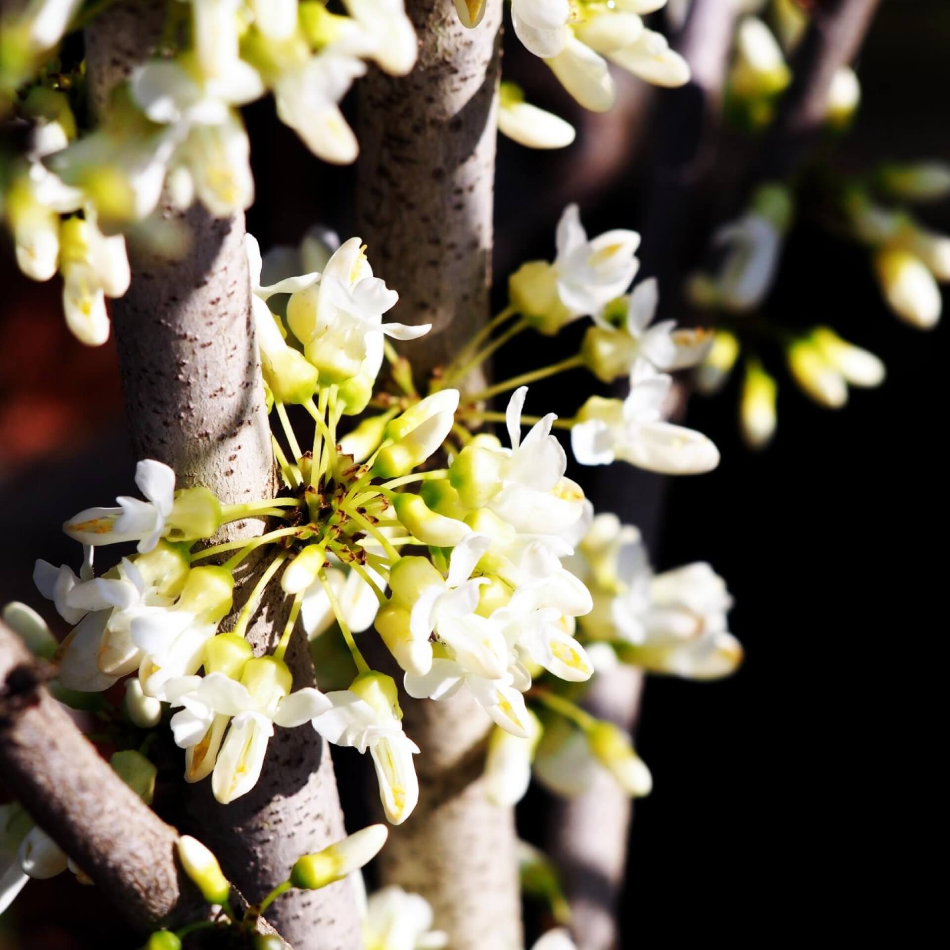 Chinesischer Judasbaum 'Shirobana' (Cercis chinensis 'Shirobana')